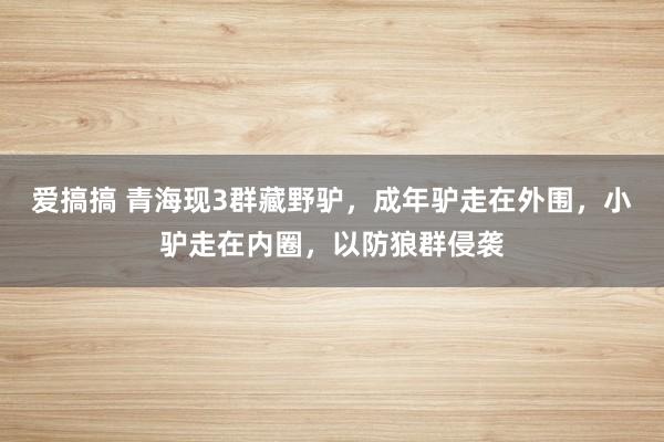 爱搞搞 青海现3群藏野驴，成年驴走在外围，小驴走在内圈，以防狼群侵袭